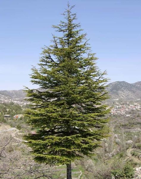 11 Different Types of Evergreen Cedar Trees With Pictures Cedar Tree, Cedar Plant, Cedrus Deodara, Eastern White Cedar, Northern White Cedar, Picture Tree, Green Giant, Beautiful Flowers Images, Forest Mountain