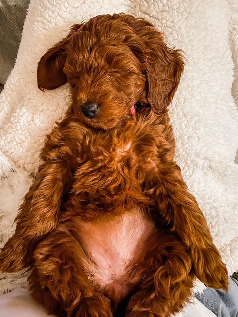 Mini red goldendoodle Red Goldendoodle Puppy, Goldendoodle Red, Full Grown Mini Goldendoodle, Goldendoodle Mini, Dog Goals, Red Goldendoodle, Goldendoodle Miniature, Irish Doodle, Dream Puppy