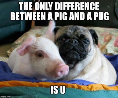 The only difference between a pig and a pug.. Small Pigs, Pigs, Pug, On Twitter, Bed, Twitter