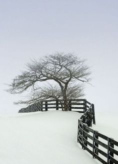 Era Victoria, Trees Photography, Snow Trees, Tree Stands, Lone Tree, Foto Tips, Winter Scenery, Snow Ice, Winter Magic