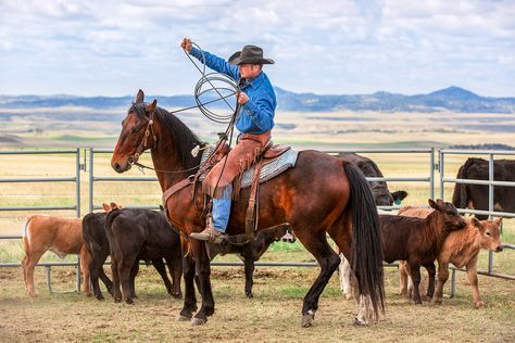 Working Cow Horse, Cowboy Photography, Cow Horse, Real Cowboys, Farm Photography, Horse Ranch, Ranch Life, Channel Art, American West