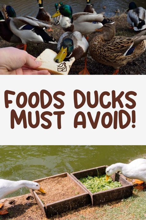 Can ducks eat chocolate? In this guide, learn about the impact of chocolate on your ducks’ health and which treats are best for them. Duck Food Ideas, Duck Snacks, Duck Treats, Duck Feed, Duck Breeds, Raising Quail, Raising Pigs, Raising Ducks, Goat Care