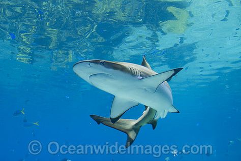 Blacktip Reef Shark Stock Photos Images Pictures Black Tip Reef Shark, Blacktip Reef Shark, Black Tip Shark, Fish Images, Nature Photographers, Shark Photos, Reef Shark, Shark Tattoos, Octopus Tattoo