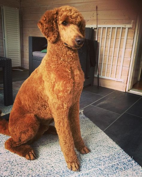 Poodle Dyed Hair, Poodle Summer Cut, Standard Poodle Cuts, Poodle Puppy Cut, Standard Poodle Grooming, Standard Poodle Haircuts, Poodle Haircut Styles, Goldendoodle Grooming, Poodle Hair