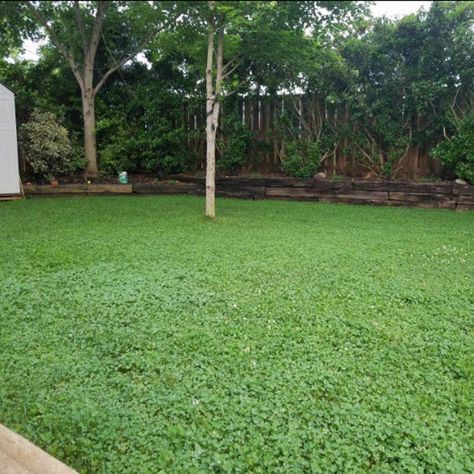 Clover is more drought-tolerant than grass. It has a deep root system that allows it to access water from lower soil depths, making it more resistant to dry conditions. Grass, on the other hand, tends to require more water to stay green and healthy. Clover Ground Cover, White Dutch Clover, Drought Tolerant Grass, Ground Cover Seeds, Clover Lawn, Grass Alternative, Clover Seed, Pergola Pictures, Seeding Lawn