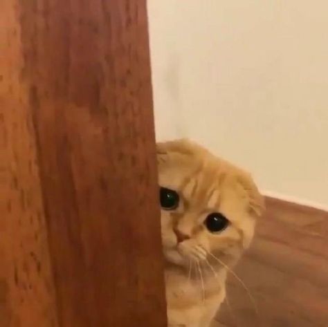 Peeking Reaction Pic, Reaction Pic, Orange Cat, A Cat, Orange