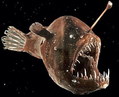 Humpback Anglerfish, Ugly Photos, Ugly Animals, Duck Wallpaper, Terracotta Warriors, Breathtaking Photography, Karakter Disney, Deep Sea Creatures, Angler Fish