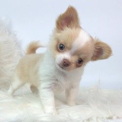 Yorkie Chihuahua Mix, Long Haired Chihuahua Puppies, Chihuahua Breeders, Chihuahua Terrier Mix, Chihuahua Terrier, Teacup Chihuahua Puppies, Cute Teacup Puppies, Baby Chihuahua, Chihuahua Puppies For Sale