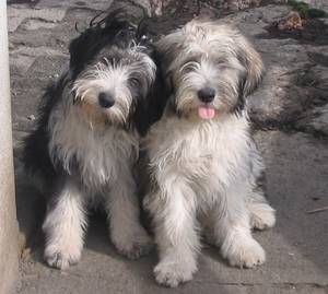 Mirriyuula Collies & Polish Lowland Sheepdogs Bearded Collie Puppies, Loft Library, Polish Lowland Sheepdog, I Thought Of You Today, Corner Seat, Disabled Dog, Sheep Dog, Tibetan Terrier, Bearded Collie