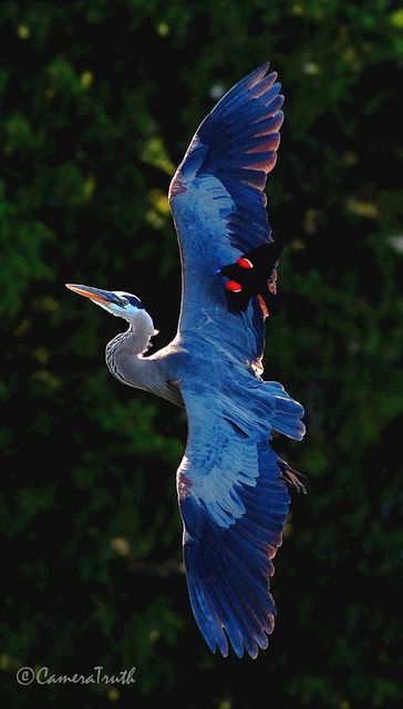 #Great Blue-Heron with a male Red-Winged Blackbird #Birds Great Blue Heron, Herons, Kinds Of Birds, Blue Birds, All Birds, Blue Heron, Exotic Birds, Pretty Birds, Blackbird