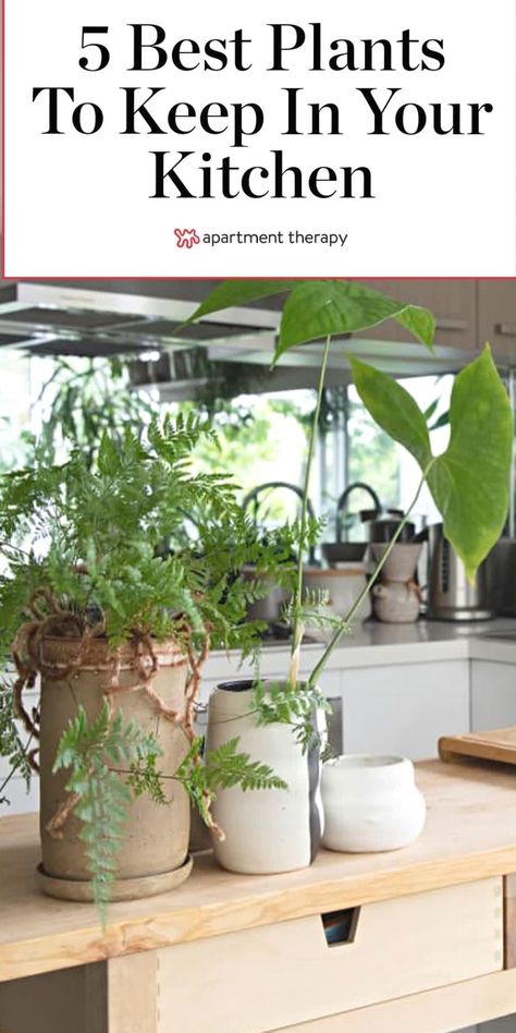 Houseplants In Kitchen, Best Plants For Kitchen Window, Indoor Kitchen Plants, Kitchen Island Plants, Kitchen Counter Plants, Kitchen Sink Plants, Countertop Plants, Plants For Kitchen Counter, Plants In Kitchen Ideas