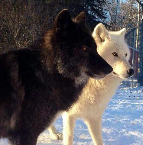 Wolves, black and white Wolf Images, Wolf Love, Wild Wolf, Wolf Pictures, Wolf Spirit, Beautiful Wolves, Wild Dogs, Wolf Dog, White Wolf