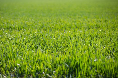 Paso a paso - Cómo escarificar césped - http://www.jardineriaon.com/como-escarificar-cesped.html #plantas Green Grass Background, Yellow Fields, Grass Background, Indoor Outdoor Carpet, Carpet Texture, Grasses Garden, Leaf Images, Types Of Carpet, Outdoor Carpet