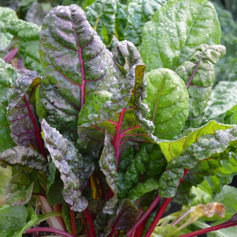 Bright Lights swiss chard enjoyed today's bit of rain. Love this chard because it not only produces well and taste great but it also looks really nice. This picture doesn't quite do the bright and colourful plant justice. The yellows, pinks, and reds of the stalks really pop! Rain Love, Beta Vulgaris, Organic Mulch, Seed Saving, Spring Plants, Swiss Chard, Gardening Advice, Colorful Plants, Fall Plants