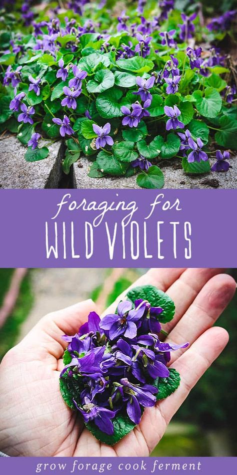 Wild violets are both edible and medicinal and come up in the late winter or early spring. Foraging for wild violets is easy as they grow almost everywhere! Wild violets are an edible and medicinal flower, and easy to spot! Learn how to identify and forage for wild violets, and the many ways to use them in the kitchen and in herbal medicine. Foraging For Beginners, Spring Foraging, Eating Flowers, Medicinal Weeds, Medicinal Wild Plants, First Flowers Of Spring, Food Foraging, Wild Violets, Edible Flowers Recipes