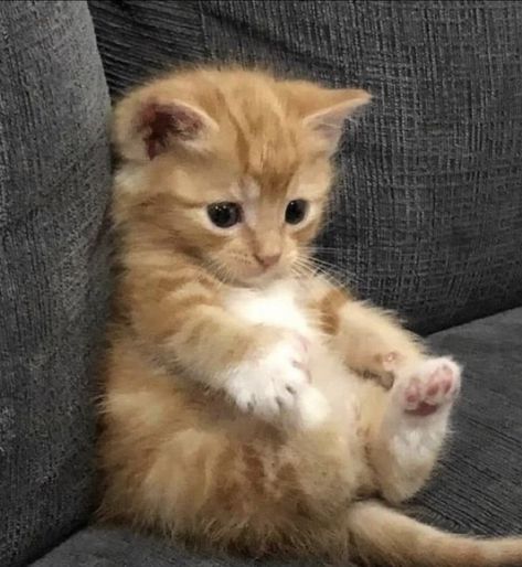 Teacup Kitten, Teacup Cats, Cute Cats Photos, Cute Animals Images, Cute Cat Gif, Cute Animal Photos, Cute Cats And Kittens, Cute Cats And Dogs, Silly Cats