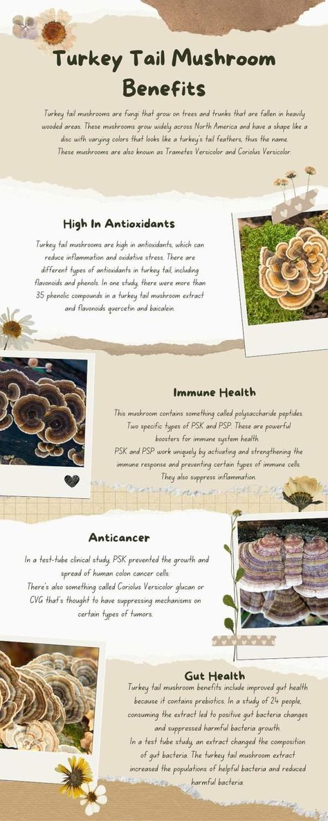 Turkey Tail Mushrooms, Herb Tinctures, Mushroom Benefits, Turkey Tail Mushroom, Mushroom Tea, Turkey Tail, Essential Oils Herbs, Herbs For Health, Natural Health Remedies