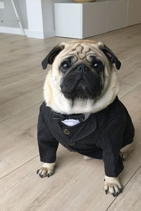 Pug Outfits, Dog In Suit, Chambelanes Outfits, Handsome Dog, Pug Clothes, Pugs In Costume, Dog Line Drawing, Dog Match, Dog Tuxedo