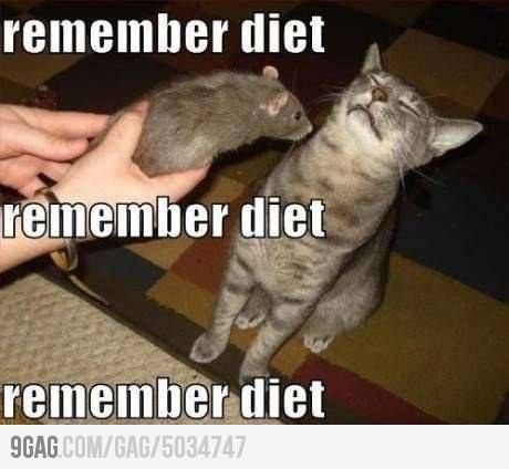 Workout Memes Funny, Diet Meme, Fitness Memes, Diet Humor, Workout Memes, Memes Humor, Funny Cat Memes, Funny Cat Pictures, Workout Humor