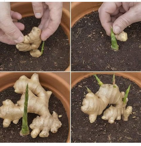 Growing Cilantro, Companion Planting Vegetables, Ginger Rhizome, Growing Ginger, Indoor Vegetables, Tattoo Plant, Organic Mulch, Garden Crafts Diy, Veg Garden