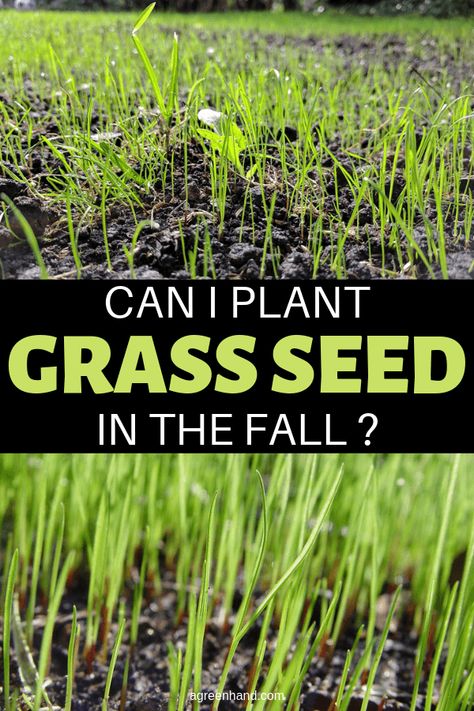 When planting grass seed in the fall, time the seeding to permit the grass seed to completely develop before frosty temperatures touch base in your district. It's additionally vital to consider any weed controls you may have connected and permit a sufficient hold up period before seeding, as noted on the weed control item name. #agreenhand #plantgrassseed #grassseed #lawngrass #lawncare Can You Plant Grass Seed In The Fall, Best Time To Plant Grass Seed, Planting Grass Seed Fall, Winter Grass Seed, Planting Grass Seed, Growing Ginger Indoors, Planting Grass, Growing Ginger, Growing Grass