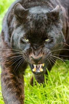 Black Panther Cat, Panther Cat, Jaguar Animal, Black Jaguar, Black Panthers, Bad Cats, Majestic Animals, Cheetahs, Large Cats