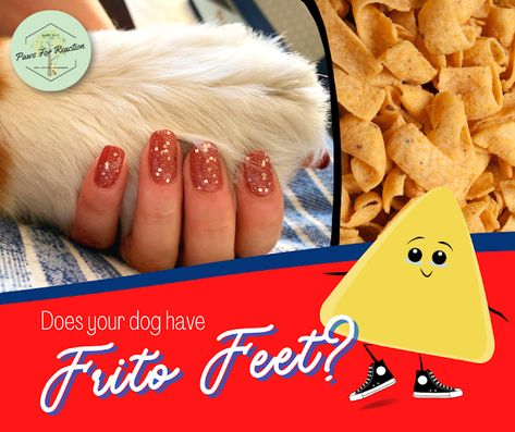 National Corn Chip Day and we're talking about Frito feet: Why do my dog's paws smell like corn chips? Dogs Feet Smell Like Fritos, Dog Paws Smell Like Fritos, Get Rid Of Corns, Corn Chip, Stinky Dog, Smelly Dog, Corn Nut, Itchy Dog, Yorkie Mix