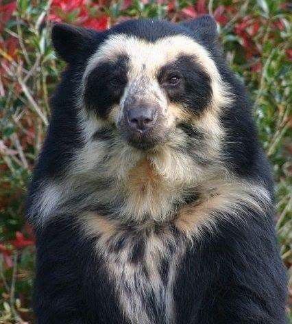 Speckled Bear, Andean Bear, Owl Bear, Spectacled Bear, Bear Species, Moon Bear, Sloth Bear, American Animals, Tropical Animals