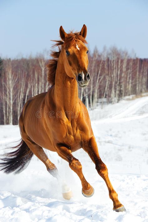 Red horse runs front in winter. Time , #AD, #runs, #horse, #Red, #Time, #winter #ad Ahal Teke, Horses In Snow, Wild Horses Running, Horse Running, Riding School, Horse Galloping, Red Horse, Horse Inspiration, Types Of Horses