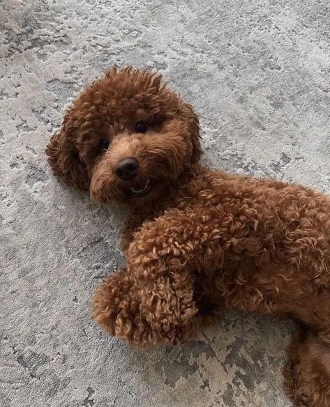 Brown Toy Poodle, Big Dogs Breeds, Biggest Dog In The World, Toy Poodle Puppy, Biggest Dog, Mini Poodle, Poodle Toy, Dog Mommy, Toy Poodle Puppies