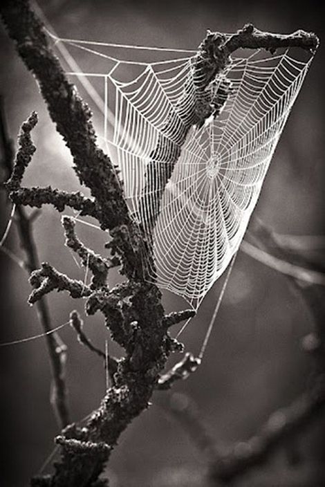 Patrick Hübschmann Macro Fotografie, Spider Art, Airbrush Art, Foto Art, Black N White Images, White Picture, Black White Photos, Black N White, Cebu