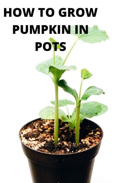 Growing pumpkins in pots is easier than you think and a simple way to grow amazing pumpkins using my easy gardening tips. Growing Pumpkins In Pots, Grow Pumpkins In Containers, Planting Pumpkins In Pots, Pumpkin Growing Tips, Growing Pumpkins In Containers, Growing Pumpkins From Seeds, Pumpkins In Pots, How To Plant Pumpkins, Pumpkin Background Wallpapers