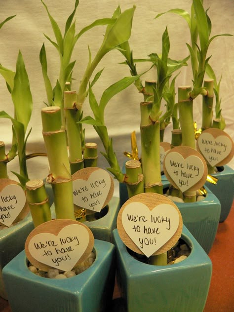 The gifts for our ACS Hope Lodge volunteer appreciation event:  Lucky bamboo because we are lucy to have them! Volunteer Gift Ideas, Volunteer Appreciation Ideas, Employee Appreciation Ideas, Work Appreciation, Volunteer Recognition, Class Mom, Volunteer Appreciation Gifts, Diy Bamboo, Thank You Ideas