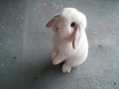 Floppy Eared Bunny, Cute Bunny Pictures, Baby Otters, Sense Of Self, Bunny Pictures, Pet Bunny, White Bunny, Weird Creatures