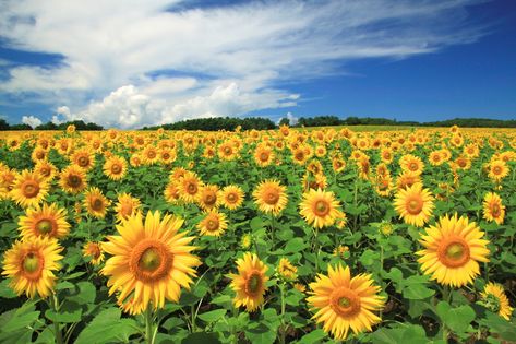 7 Best Sunflower Fields in Japan Sunflower Season, Sunflower Images, Sunflower Photography, Blue Sky Clouds, Japan Garden, Most Popular Flowers, Sunflower Pictures, Sunflower Garden, Meadow Flowers