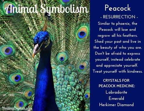 A peacock is one which lives in the promise of all she does. She is one bird that totally expresses her uniqueness! Peacock Meaning Inspiration, Peacock Spirit Animal Meaning, Peacock Tattoo Meaning, Peacock Feather Meaning, Peacock Quotes, Peacock Symbolism, Peacock Feather Tattoo Meaning, Animal Totem Spirit Guides, Feather Tattoo Meaning