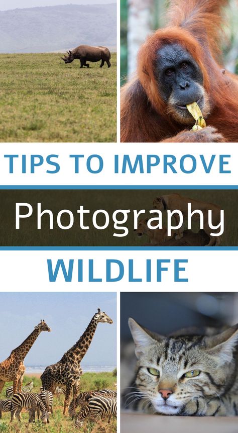 Here is our full article to help you get the most out of your wildlife photography. We give you technical advice, gear choices but also tips on settings. Wildlife Photography Tips, Animal Photography Wildlife, Photography Essentials, Nature Photography Tips, Creative Photography Techniques, Travel Photography Tips, Food Photography Tips, Travel Photography Inspiration, Photography Basics