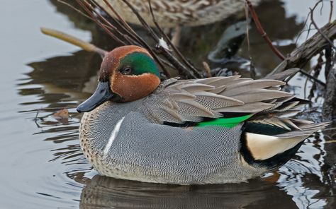 Green Winged Teal, Green Wing Teal, Duck Mounts, Waterfowl Taxidermy, Duck Mount, Waterfowl Art, Duck Species, Teal Painting, Teal Duck