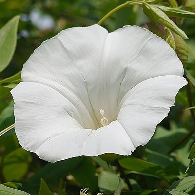 Bindweed Flower, Calystegia Sepium, Hedge Bindweed, Flower Reference, Origami Architecture, Moon Flowers, Garden Weeds, Human Species, Trumpets