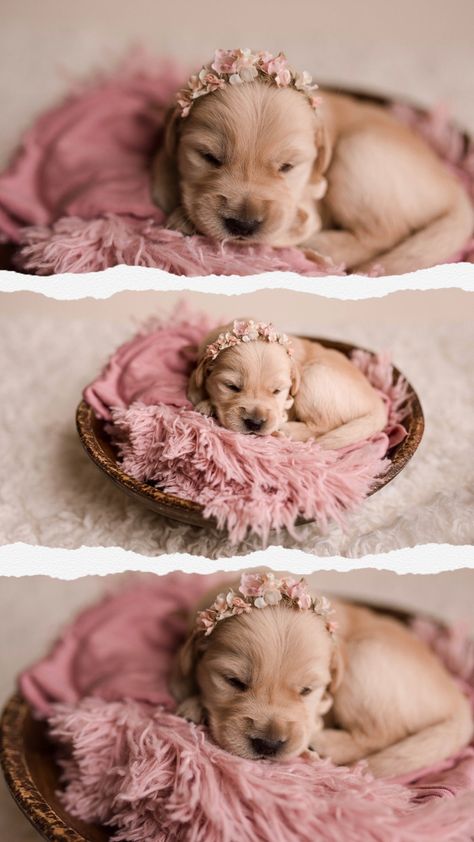 Dog Litter Photoshoot, Puppy For Sale Picture Ideas, New Born Puppies Photos, Newborn Puppies Photoshoot, Newborn Puppy Picture Ideas, Professional Puppy Pictures, Newborn Puppy Photoshoot Ideas Diy, 2 Week Old Puppy Photoshoot, Puppy Easter Photoshoot