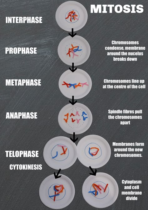 Cell Cycle Project Ideas, Mitosis Project Ideas, Mitosis Model Project Ideas, Mitosis Model Project, Cell Cycle Diagram, Meiosis Model, Mitosis Project, Mitosis Diagram, Meiosis Activity