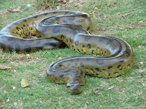 The Anaconda in Zoology, is known to be the most largest and one of the longest snakes in the world. Anaconda spends most of it's time in slow moving water. When it's prey is nearby, it will consume them with it's mouth, while at the same time suffocate the prey until the prey stops breathing.   General, Anaconda can grow to at least over 20ft(though some have confirmed to get to over 30ft). In cryptozoology, it has been reported that there are Giant Anacondas that has reach way above maximum height. Some claim to saw Anacondas over 50-60ft, even over 100ft tall. Anaconda Verde, Amazon Rainforest Animals, Giant Anaconda, Anaconda Snake, Green Anaconda, Largest Snake, Long Snake, Rainforest Animals, Snake Venom