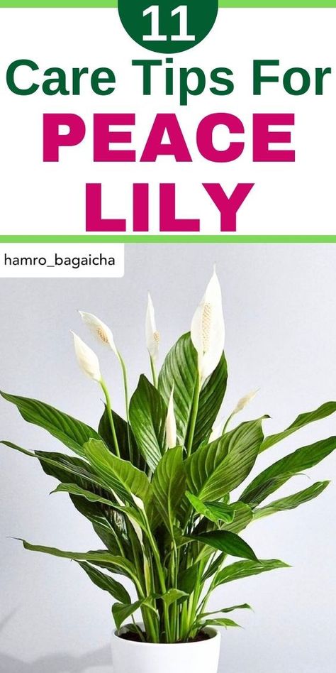 - Peace Lily Care
- Peace Lily Care Outdoor
- Peace Lily Fertilizer
- Peace Lily Soil
- Peace Lily Repotting
- Peace Lily Outdoor-Peace Lily care, Peace Lily watering, Peace Lily sunlight, Peace Lily 
humidity, Peace Lily potting, Peace Lily fertilizing, Peace Lily pruning, 
Peace Lily pests, Peace Lily diseases, Peace Lily propagation, Peace Lily 
repotting- Peace Lily Not Blooming
- Peace Lily Not Flowering
- Peace Lily Not Growing- Peace Lily Droopy Leaves Keeping Your Peace, Peace Lilies, Lily Plant, Peace Lily Plant, Plant Parent, Peace Lily, The Secret, Health And Beauty, Lily