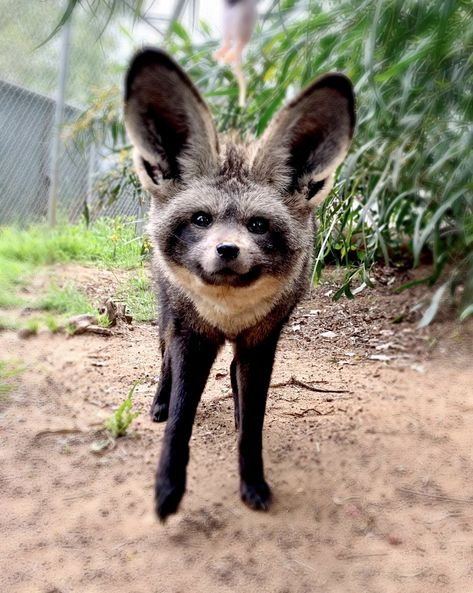 Fox Species, Bat Eared Fox, Love Birds Pet, Sea Turtle Pictures, Bat Animal, Animal Reference, Animal Masks, Animal References, Wild Dogs