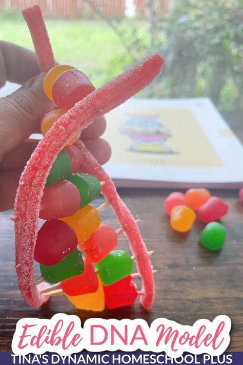 How To Study Human Anatomy For Science: Build An Edible DNA Model. An anatomy unit study begins with the smallest building blocks of a cell and works its way up to DNA, genes, and so on. This hands on project turns a simple lesson on DNA into a tasty edible treat. But the best part is that teaches your kid’s what DNA is made of, how it works, what changes it, and more. Whether you’re using a boxed or all-in-one curriculum or piecing together your own study, this is a fun activity. Fun Anatomy Activities, Edible Dna Model Project, Study Human Anatomy, Dna Middle School Activities, Double Helix Dna Model Diy, Dna Lesson, Biology Ideas, Biology Activity, Homeschool Stem