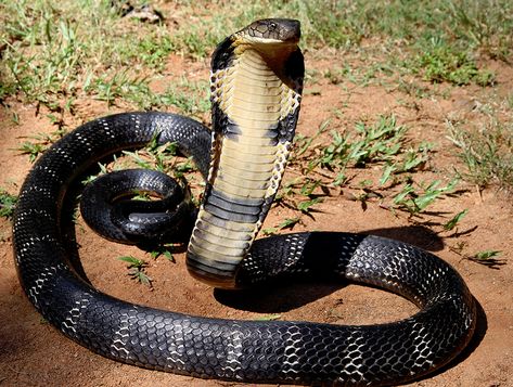 King Kobra, King Cobra Snake, Kinds Of Snakes, Snake Photos, Types Of Snake, Sea Snake, Mindoro, Snake Wallpaper, Largest Snake