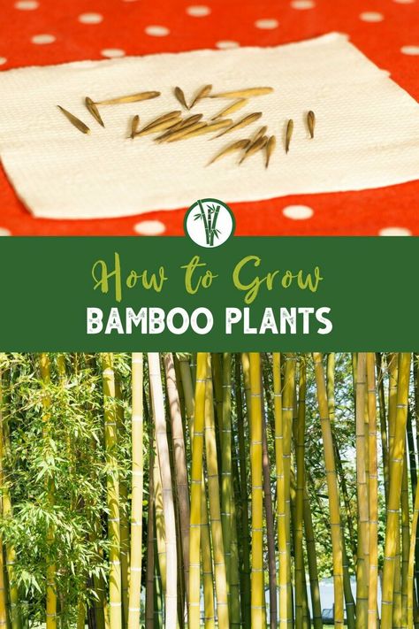 If you're interested in growing your own bamboo plants, you have a few options to choose from, including starting from seeds or root balls. While it may seem daunting, growing bamboo can be a fun and rewarding experience. Check out our blog for tips on how to get started! How To Grow Bamboo, Plants From Seeds, Bamboo Species, Bamboo Seeds, Growing Bamboo, Bamboo Care, Bamboo Shoots, Bamboo Garden, Bamboo Plants