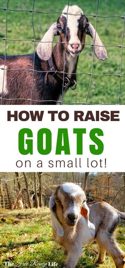 Think you can't raise goats on a small lot? Think again, learn how to make room for goats on a very small homestead and get started today! Goat Keeping, Homestead Livestock, Backyard Goats, Simple Homestead, Suburban Homesteading, Raising Livestock, Diy Homesteading, Homestead Gardening, Goat Shelter