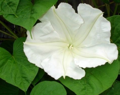 Moonflowers from seed Perennial Flowering Vines, Moonflower Vine, Moon Plant, Night Blooming Flowers, Growing Vines, Garden Vines, Moon Garden, Night Garden, Climbing Vines