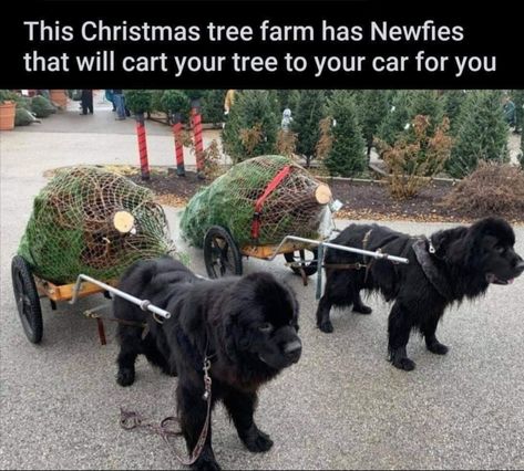 Newfoundland Christmas, Working Dog, Newfoundland Dog, Tree Farm, Christmas Tree Farm, Cute Animal Pictures, One Stop Shop, Dog Memes, Newfoundland